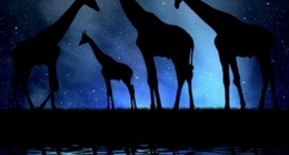 herd of giraffes in the night sky