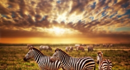 Zebras herd on African savanna at sunset.