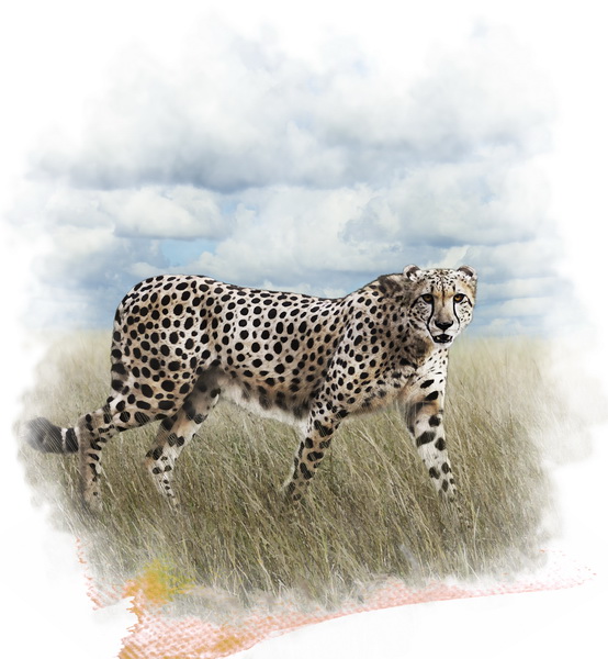 Watercolor Image Of Cheetah