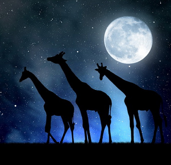 herd of giraffes in the night sky with moon