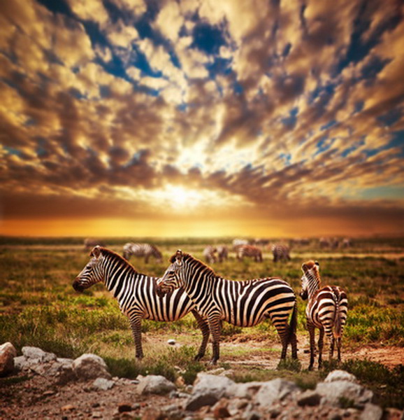 Zebras herd on African savanna at sunset.