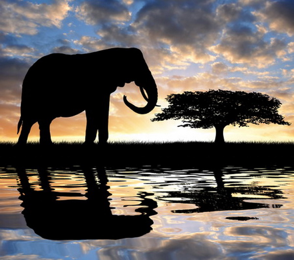Silhouette  elephant in the sunset