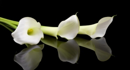 beautiful white Calla lilies over black background